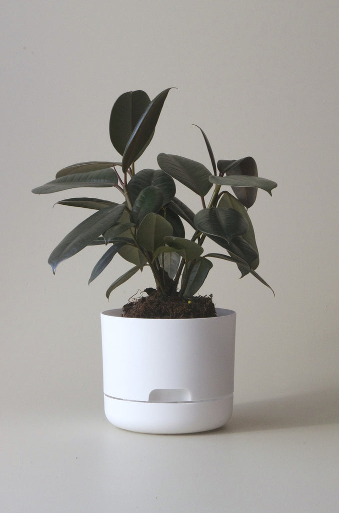 Mr Kitly Selfwatering Plant Pots White 170mm