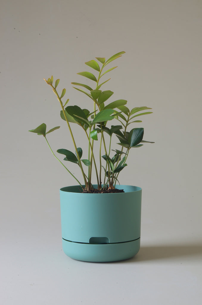 Mr Kitly Selfwatering Plant Pot Cabinet Green 215mm