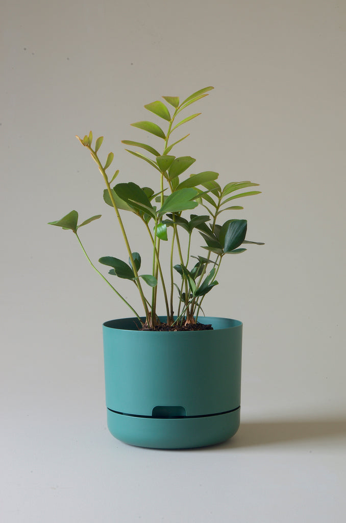 Mr Kitly Selfwatering Plant Pots Dark Moss 215mm