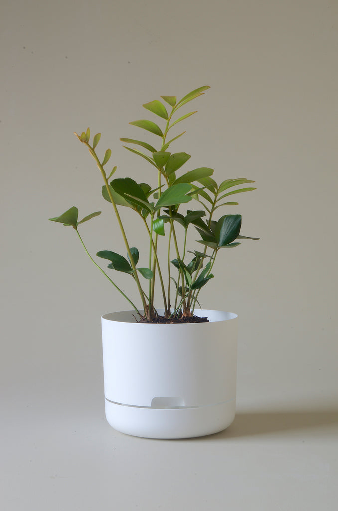 Mr Kitly Selfwatering Plant Pot White 215mm