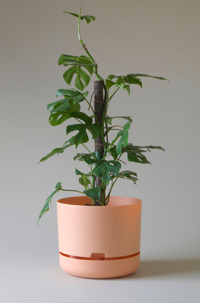 Mr Kitly Selfwatering Plant Pot Pale Apricot 300mm